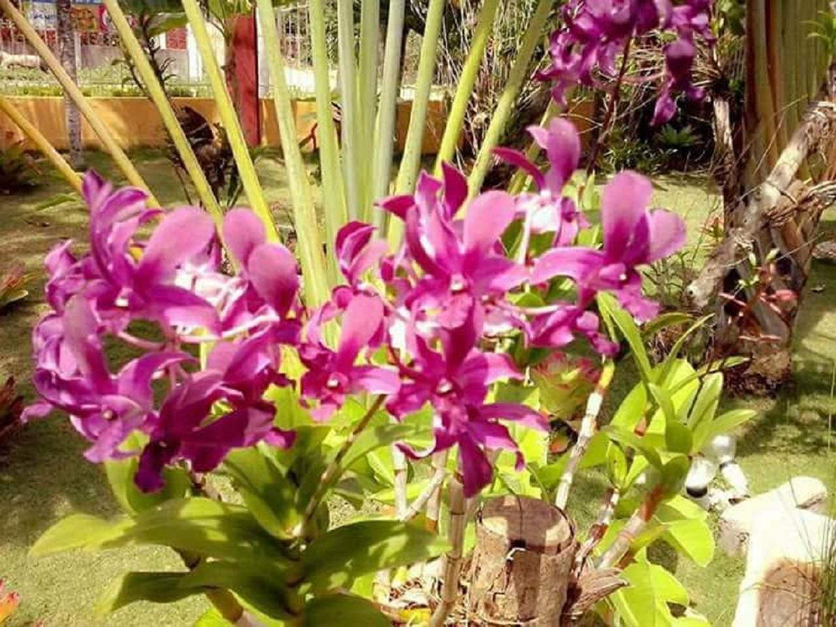 Traville Huts Palm Beach Inn Panglao City Exterior foto